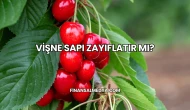 Vişne Sapı Zayıflatır mı?