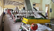 Çay Fabrikası Kurma Maliyeti 2025