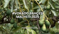 Avokado Bahçesi Maliyeti 2025
