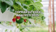 Topraksız Çilek Maliyeti 2025