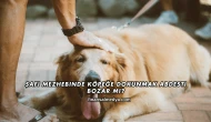 Şafi Mezhebinde Köpeğe Dokunmak Abdesti Bozar mı?