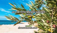 Zeytin Yetiştiriciliği Maliyeti 2025