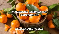 Mandalina Bağırsakları Çalıştırır mı?