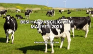 Besi Hayvancılığı Yem Maliyeti 2025