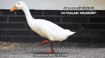 Ördek Yürüyüşü Faydaları Nelerdir?