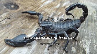 Akrep Sokmasına Ne İyi Gelir?