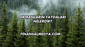 Ormanların Faydaları Nelerdir?