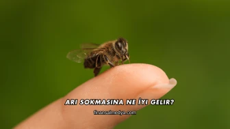 Arı Sokmasına Ne İyi Gelir?