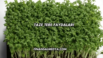 Taze Tere Faydaları