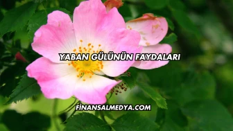 Yaban Gülünün Faydaları