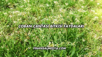 Çoban Çantası Bitkisi Faydaları
