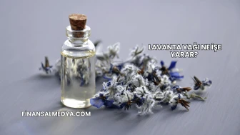 Lavanta Yağı Ne İşe Yarar?