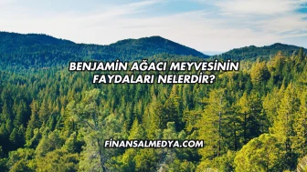 Benjamin Ağacı Meyvesinin Faydaları Nelerdir?