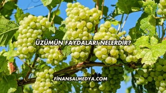 Üzümün Faydaları Nelerdir?