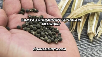 Bamya Tohumunun Faydaları Nelerdir?