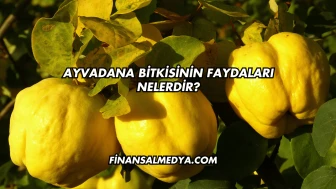 Ayvadana Bitkisinin Faydaları Nelerdir?