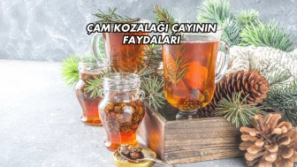 Çam Kozalağı Çayının Faydaları