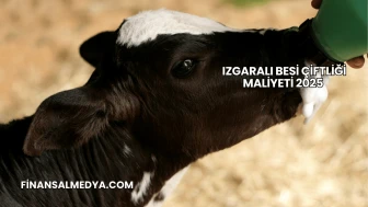 Izgaralı Besi Çiftliği Maliyeti 2025