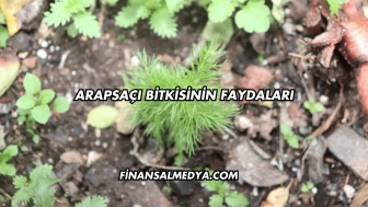 Arapsaçı Bitkisinin Faydaları