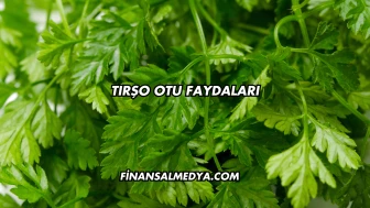 Tırşo Otu Faydaları