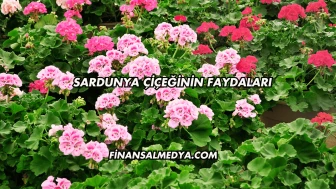 Sardunya Çiçeğinin Faydaları