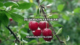 Deli Kirazın Faydaları