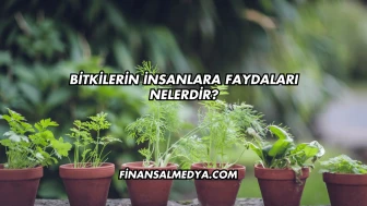 Bitkilerin İnsanlara Faydaları Nelerdir?