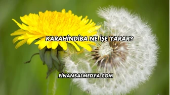 Karahindiba Ne İşe Yarar?