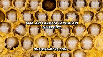 Ana Arı Larvası Faydaları Nelerdir?
