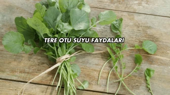 Tere Otu Suyu Faydaları
