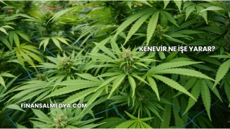 Kenevir Ne İşe Yarar?