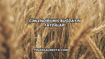 Çimlendirilmiş Buğdayın Faydaları