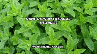 Nane Yaprağının Faydaları Nelerdir?