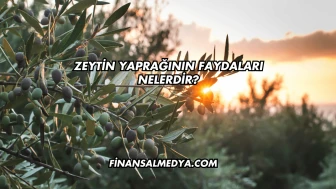 Zeytin Yaprağının Faydaları Nelerdir?