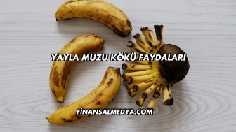 Yayla Muzu Kökü Faydaları