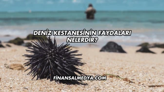 Deniz Kestanesinin Faydaları Nelerdir?
