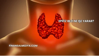 Epifiz Bezi Ne İşe Yarar?