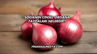 Soğanın Cinsel Organa Faydaları Nelerdir?