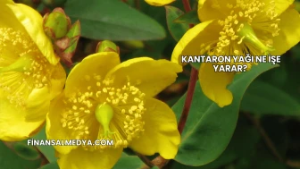 Kantaron Yağı Ne İşe Yarar?