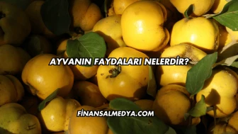 Ayvanın Faydaları Nelerdir?