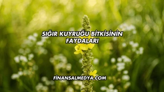 Sığır Kuyruğu Bitkisinin Faydaları