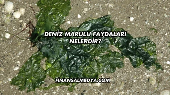 Deniz Marulu Faydaları Nelerdir?