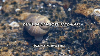 Deniz Salyangozu Faydaları