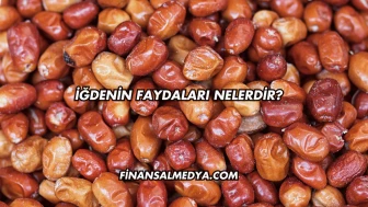İğdenin Faydaları Nelerdir?