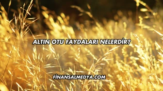 Altın Otu Faydaları Nelerdir?