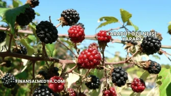 Karadut Özü Ne İşe Yarar?