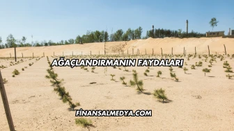 Ağaçlandırmanın Faydaları