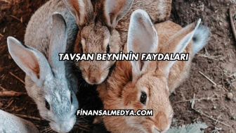 Tavşan Beyninin Faydaları