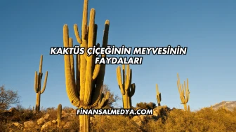Kaktüs Çiçeğinin Meyvesinin Faydaları