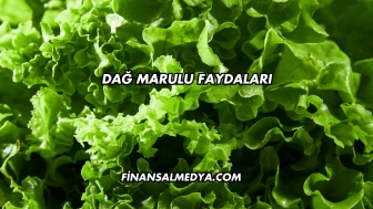Dağ Marulu Faydaları
